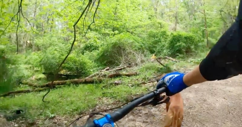 Vidéo : lors d'une balade en forêt, son chien s'arrête net après avoir entendu un bruit, et il va sauver la vie d'un chaton