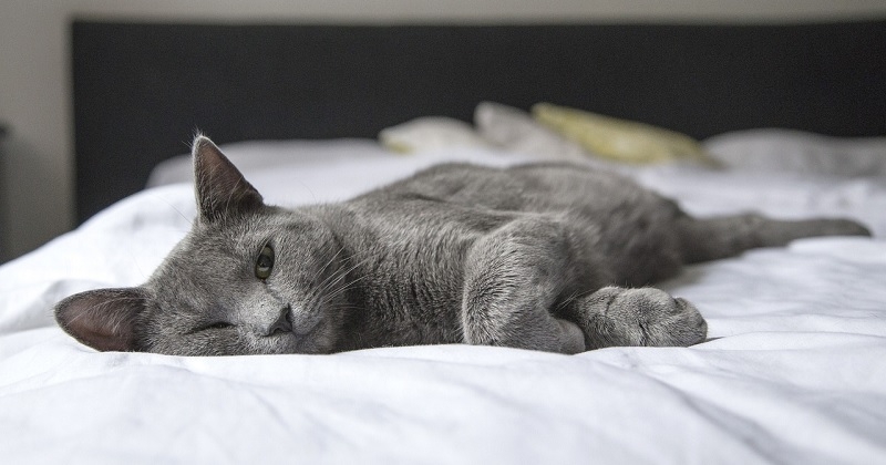 Voici pourquoi votre chat ne doit pas quitter la maison, selon la science