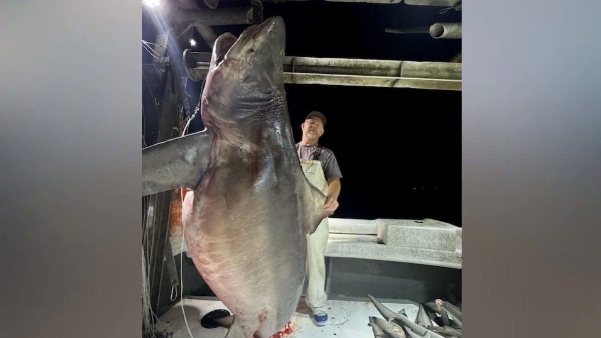 Un pêcheur capture un requin-taureau géant de plus de 200 kg au large de l'Alabama 