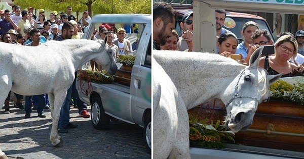  Bouleversant : lors des funérailles de son jeune maître, ce cheval s'avance pour lui dire adieu de la plus belle des manières, en un dernier hommage...