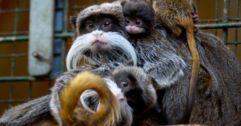 Zoo de la Palmyre : des jumeaux tamarins empereurs sont nés, une bonne nouvelle pour l'espèce en voie de disparition