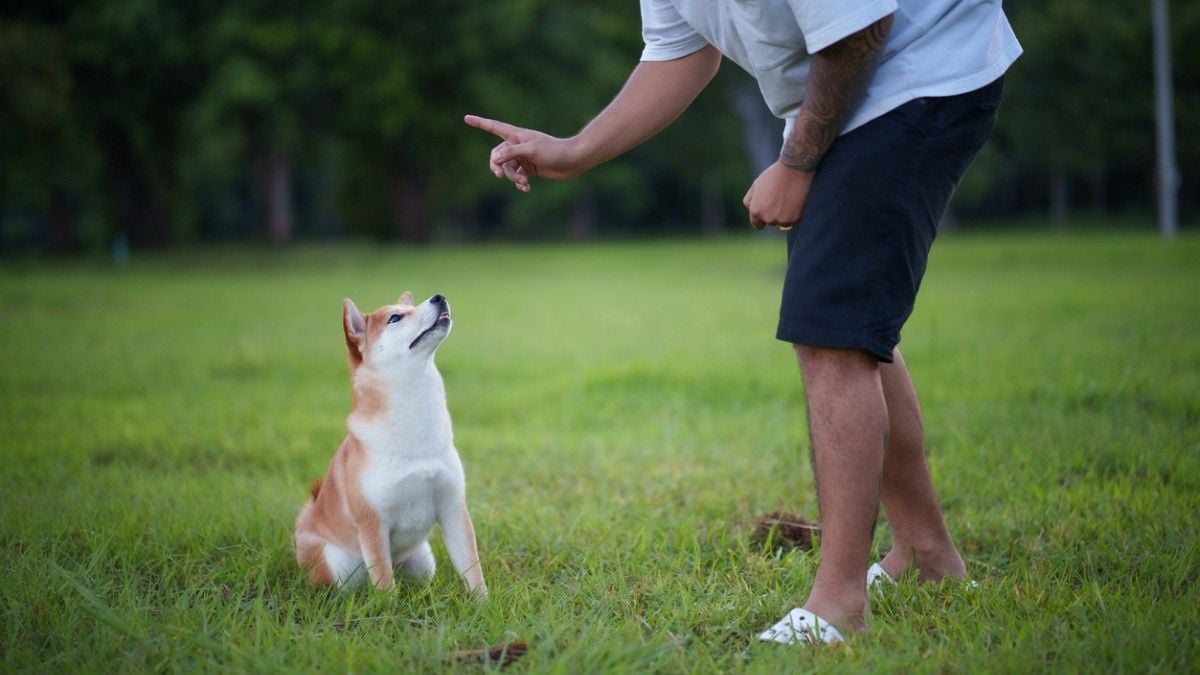 Dans cette ville, les personnes qui adoptent un chien doivent suivre... des cours de dressage obligatoires 