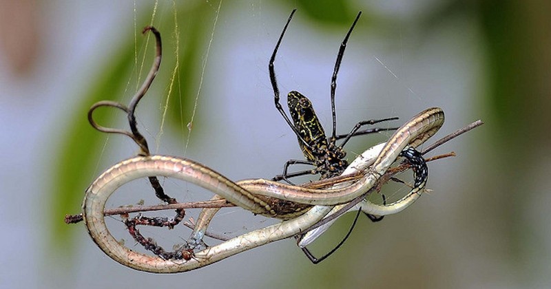 Si vous avez peur des araignées et des serpents, c'est normal et même carrément inné chez l'être humain selon une étude