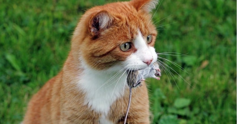 Pour régler son problème de rongeurs qui envahissent ses parcelles, ce maraîcher bio a fait appel à un refuge pour chats abandonnés