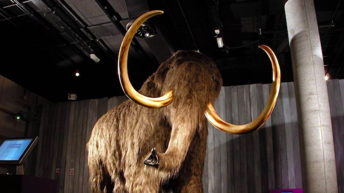 Des scientifiques tentent de ressusciter le mammouth laineux, mais viennent de donner vie à une étrange créature