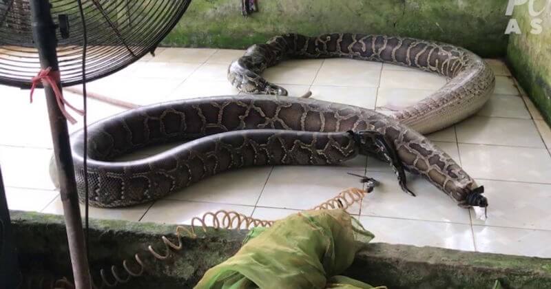 Dans une vidéo glaçante, Peta Asie dévoile des images de serpents tués pour leur peau	