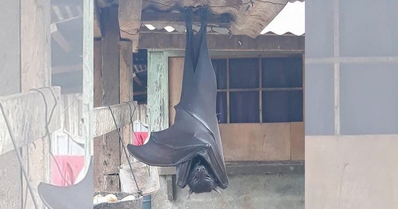 Cette photo d'une chauve-souris «à taille humaine» terrifie les internautes