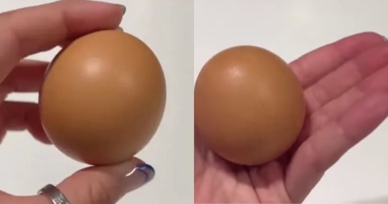 « Un sur un milliard » : rarissime, cet œuf parfaitement rond pourrait être vendu à prix d'or