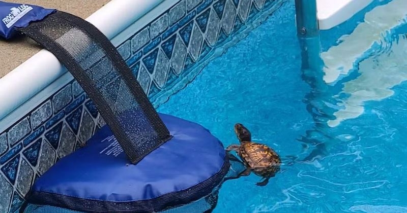 Ingénieux, ce dispositif permet de sauver la vie des petits animaux qui tombent dans les piscines
