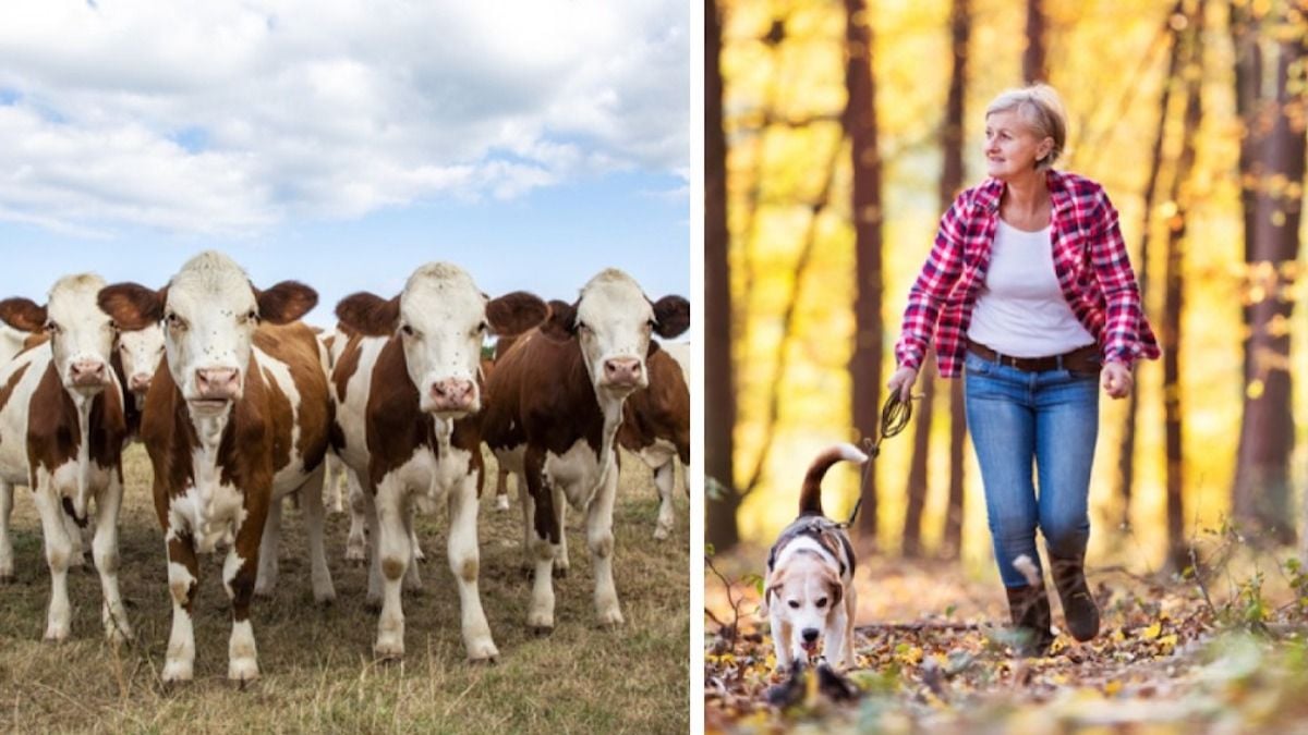 Une retraitée piétinée à mort par un troupeau de vaches alors qu'elle se promenait avec son chien
