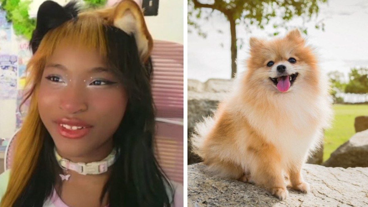 Elle s'identifie comme un poméranien, se fait promener par sa maîtresse, et fait la fierté de son père 