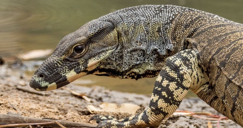 Des chercheurs découvrent le fossile du plus grand lézard du monde, gros comme un bras humain !