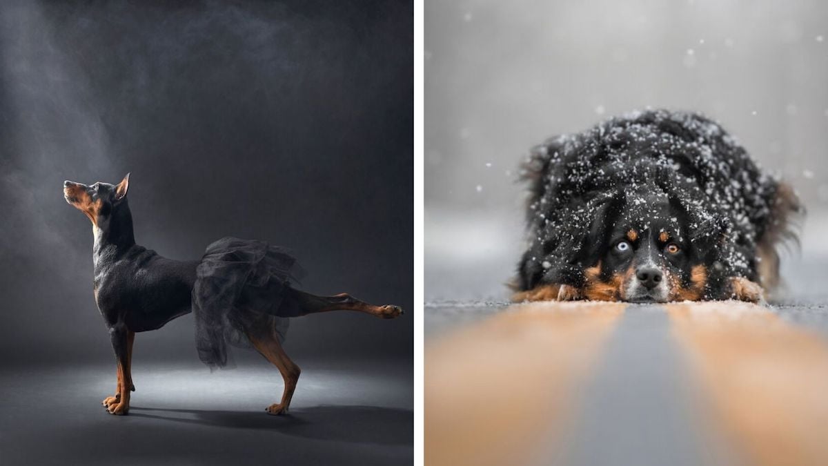 20 photographies de chiens sublimes, récompensées au concours “Dog Photographer of the Year Awards”