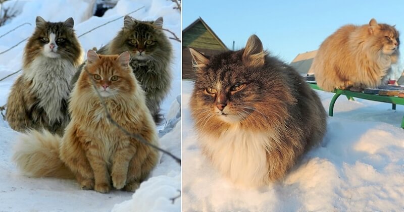 En Siberie Cette Ferme Unique Abrite Des Centaines De Chats Majestueux En Siberie Cette Ferme Unique Abrite Des Centaines De Chats Majestueux