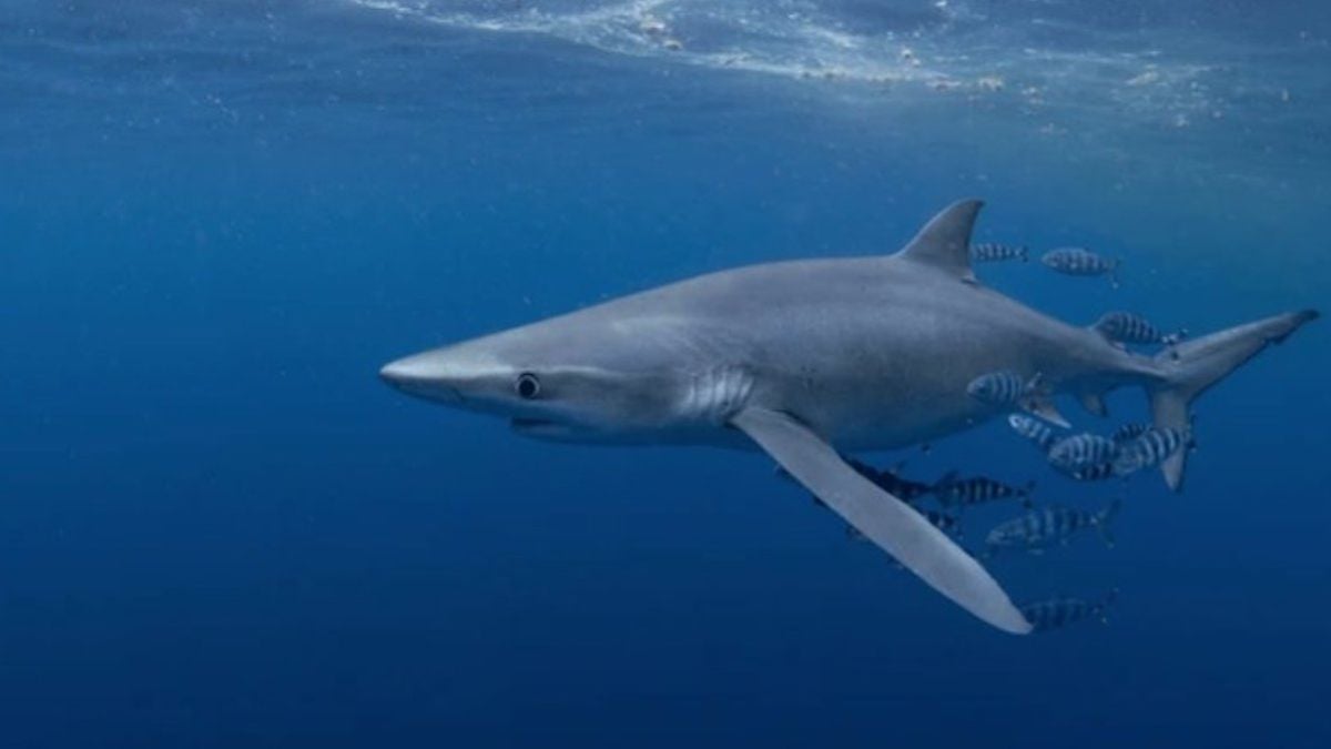 Un requin provoque la panique sur une plage du Gard et fait fuir les baigneurs