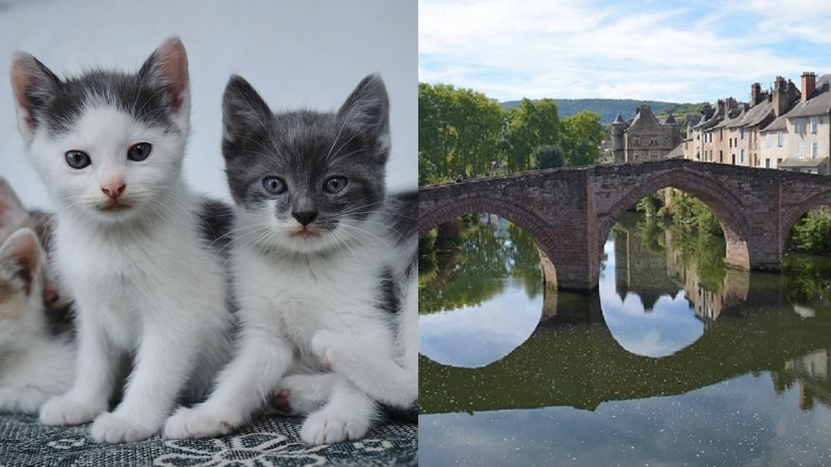 À 16 ans, il se filme en train de jeter des chatons du haut d'un pont pour amuser ses camarades et déclenche une vague de haine