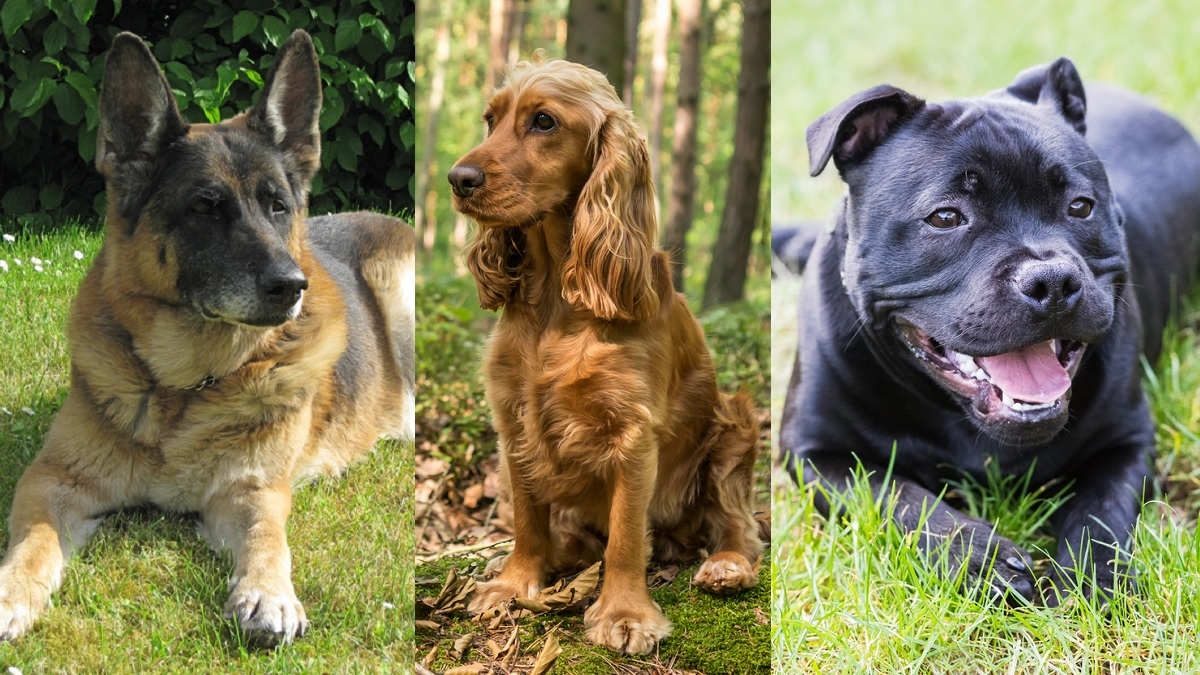 Le chien que vous choisissez parmi ces 3 toutous révèle votre personnalité