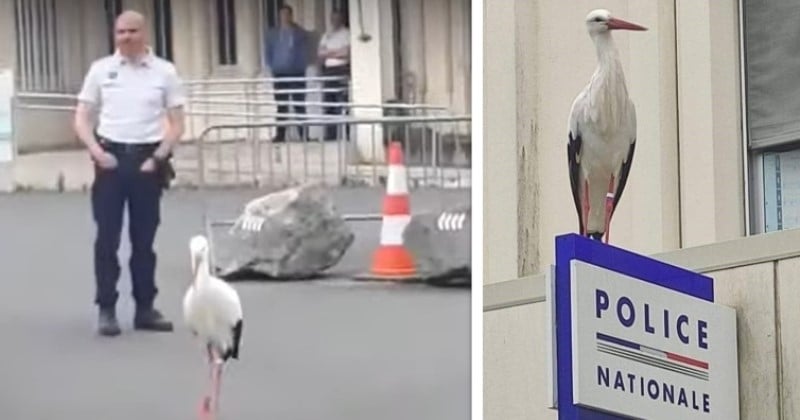 Vendée : après s'être échappée du Puy du Fou, une cigogne se perd avant de se rendre au commissariat