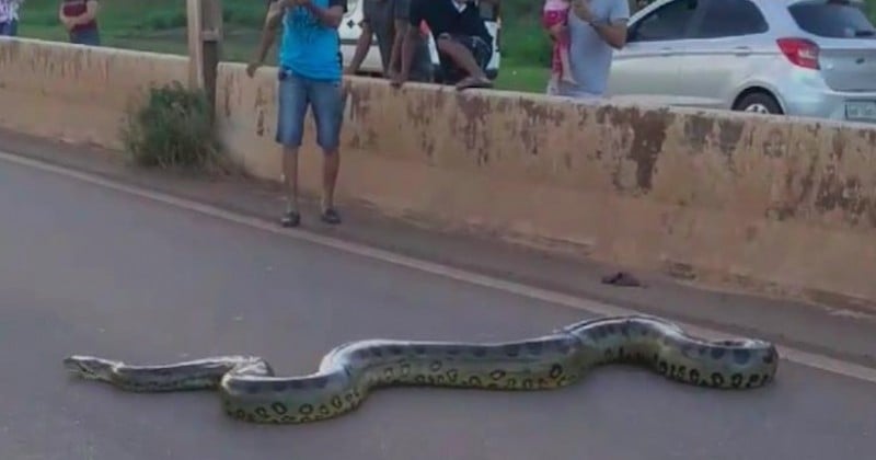 Au Brésil, des automobilistes interrompent le trafic pour permettre la traversée d'un anaconda