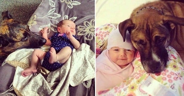 30 photos de chiens qui sont tombés totalement amoureux des bébés fraîchement arrivés au monde...