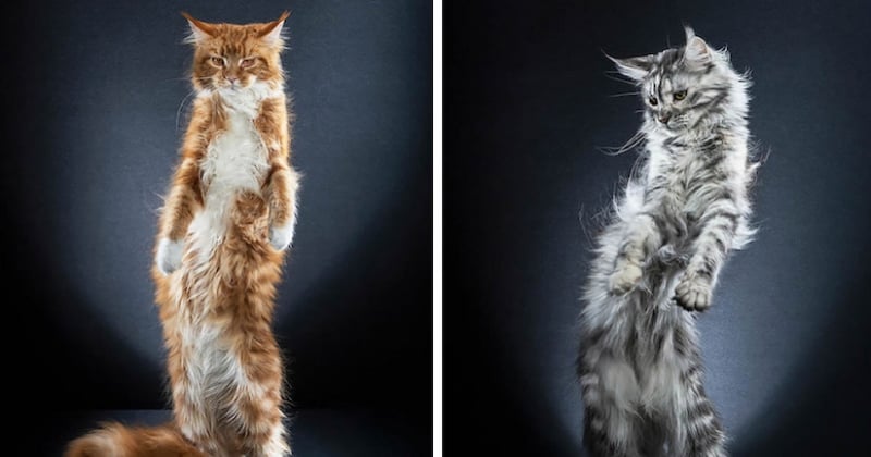 Il photographie des chats en position debout, le rendu est tout simplement génial 