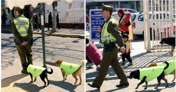 Dans cette ville Chilienne, la police adopte les chiens qui vivent dans la rue pour leur servir de compagnons pendant leurs patrouilles...