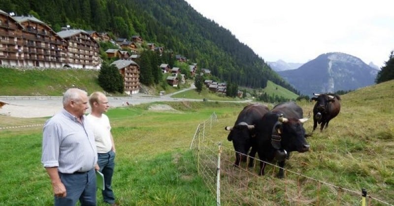 Dans ce village de montagne, des résidents lancent une pétition contre le tintement ''insupportable'' des sonnailles des vaches