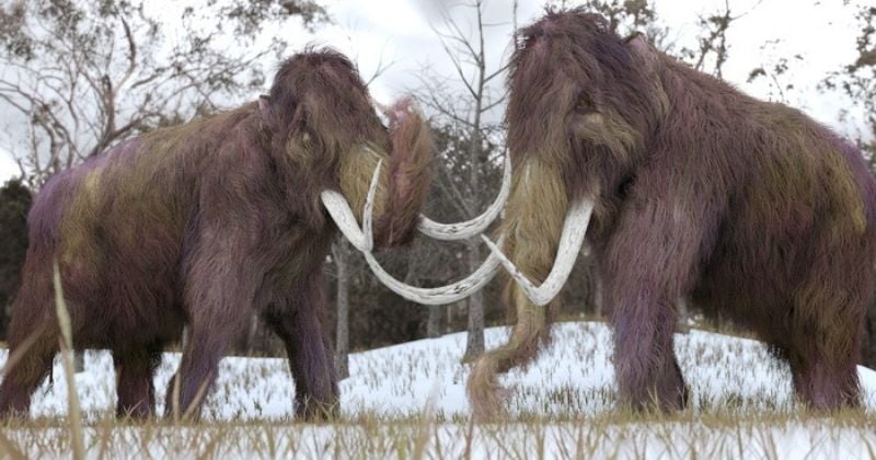 Disparus depuis plus de 12 000 ans, les mammouths pourraient être ressuscités