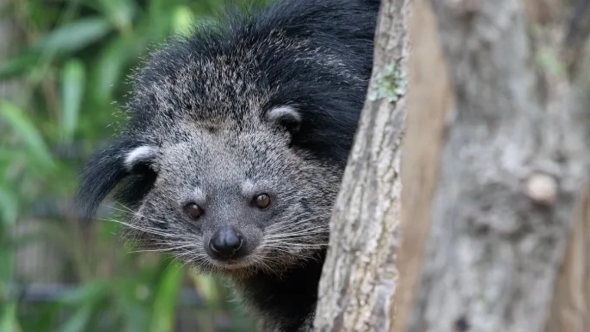 Un « chat-ours » attaque ses soigneurs qui finissent à... l'hôpital 