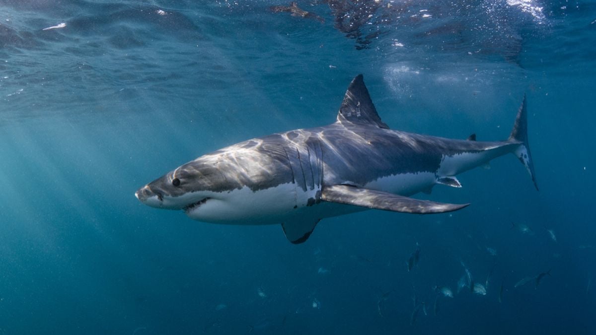 Grand requin blanc 