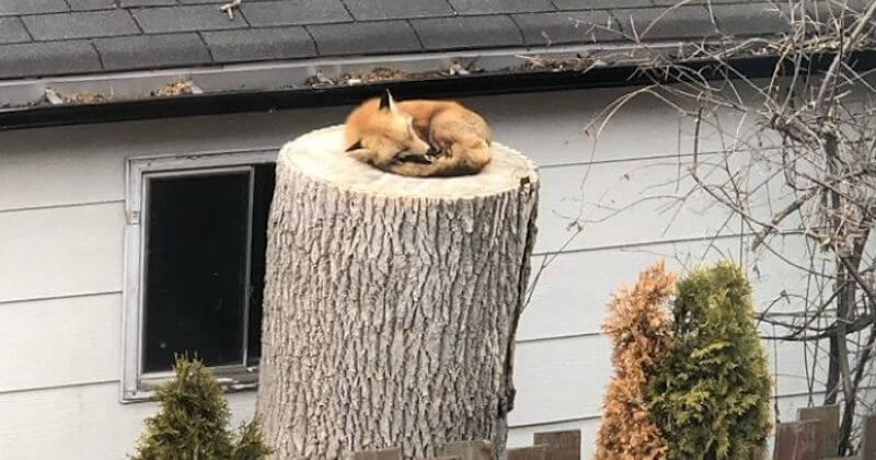 Profitant de la quarantaine, des animaux sauvages s'invitent dans les rues désertées par les humains