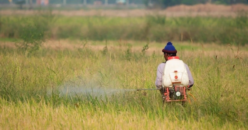Le glyphosate et deux autres pesticides dangereux vont être interdits en Thaïlande    