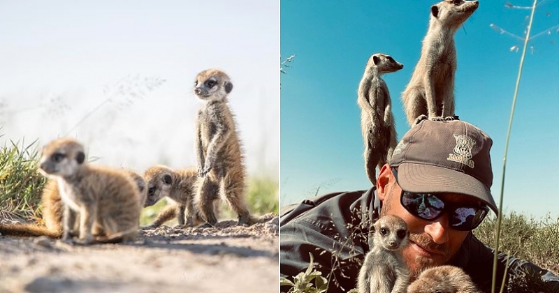 Afrique du Sud : ce photographe animalier s'est lié d'amitié avec une famille de suricates