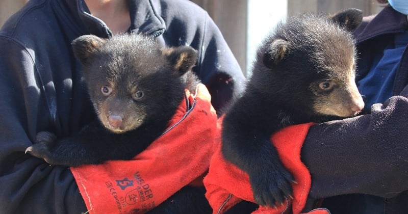 Grèce : deux oursonnes noires sont nées dans un parc animalier de Rhodes