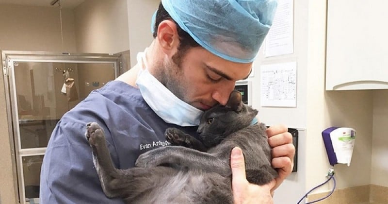 Cette clinique vétérinaire recherche son prochain « câlineur professionnel » , une personne payée à caresser des chats abandonnés toute la journée. Ça vous tente ?