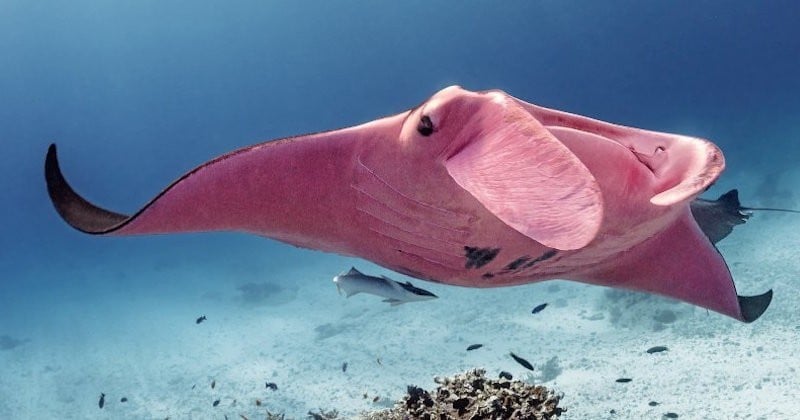 Il photographie une raie manta rose unique au monde