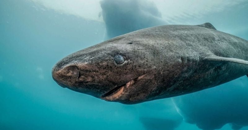 Un rarissime requin du Groenland aperçu dans le Finistère 