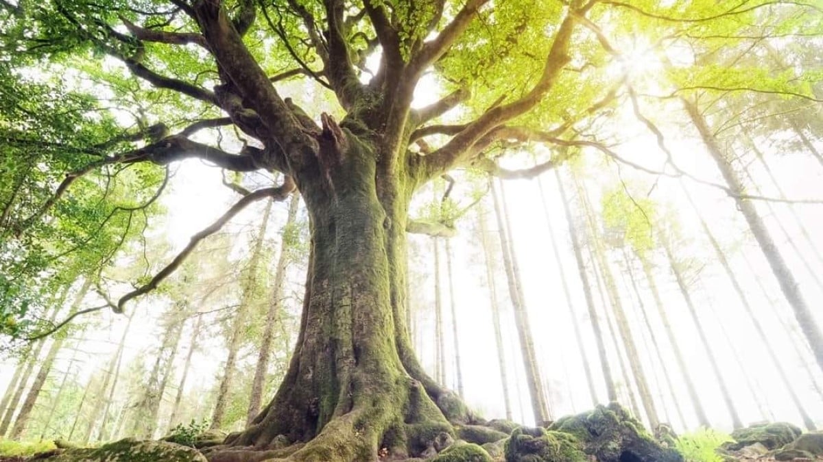 Vieux de 300 ans, un arbre légendaire de la forêt de Brocéliande déraciné par la tempête Ciaran