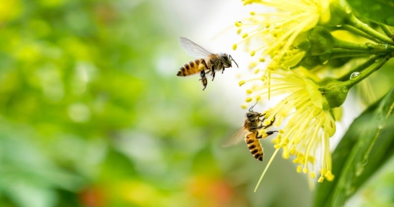 Le venin d'abeille, capable de tuer les cellules cancéreuses du sein ?
