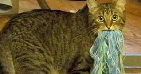 19 astuces qui rendront plus facile la vie de tous les propriétaires de chats... La 15, il fallait y penser !