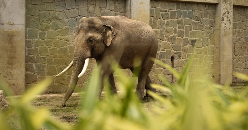 Thaïlande : un éléphant tue son propriétaire après avoir été obligé de transporter du bois sous une forte chaleur 
