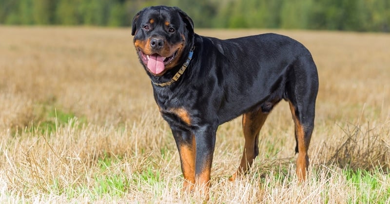 Disparu jeudi, un rottweiler a été retrouvé torturé, avec une lame plantée dans le crâne, il pourrait ne pas survivre