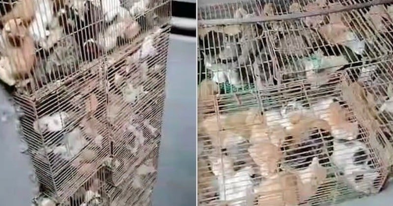 Sauvetage in extremis de 700 chats volés et destinés à être mangés dans des restaurants, en Chine