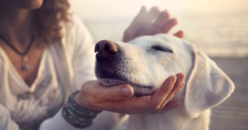 Bien-être animal : il n'y aura finalement pas de secrétaire d'État pour défendre la cause