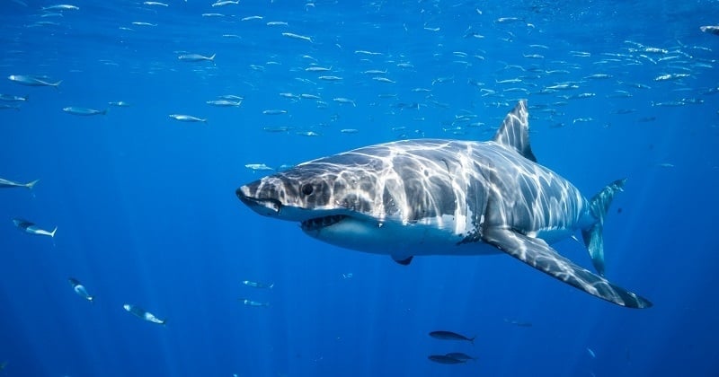 Selon une étude, la population de requins et de raies a chuté de 70% en l'espace de 50 ans 