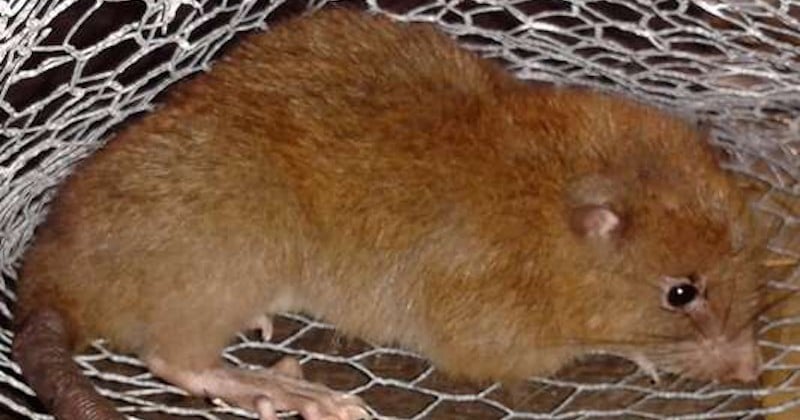Dans les îles Salomon, des scientifiques découvrent enfin le rat géant qu'ils recherchaient depuis des années