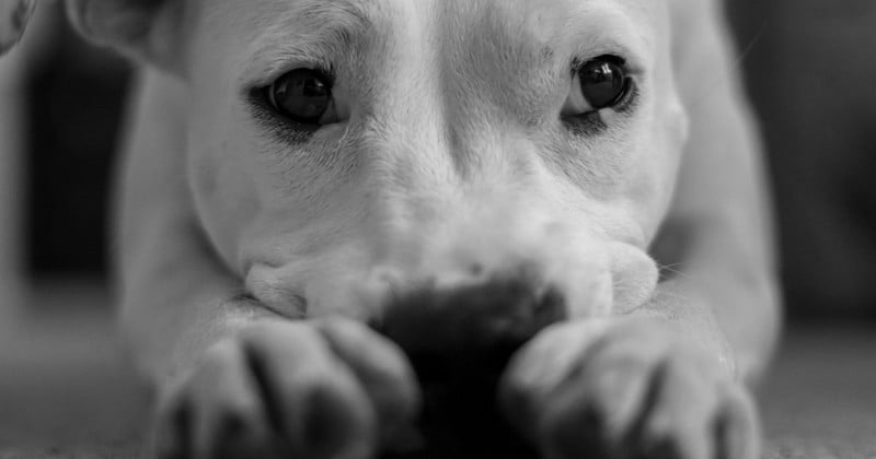 Vous éprouvez plus d'affection et d'empathie pour les chiens que pour les humains ? Non, vous n'êtes pas fou, et il y a même une raison scientifique à cela