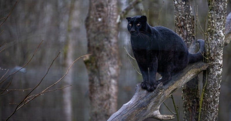 Belgique : un militaire appelle à l'aide après avoir aperçu une « panthère », la police et les pompiers tombent sur un tout autre animal