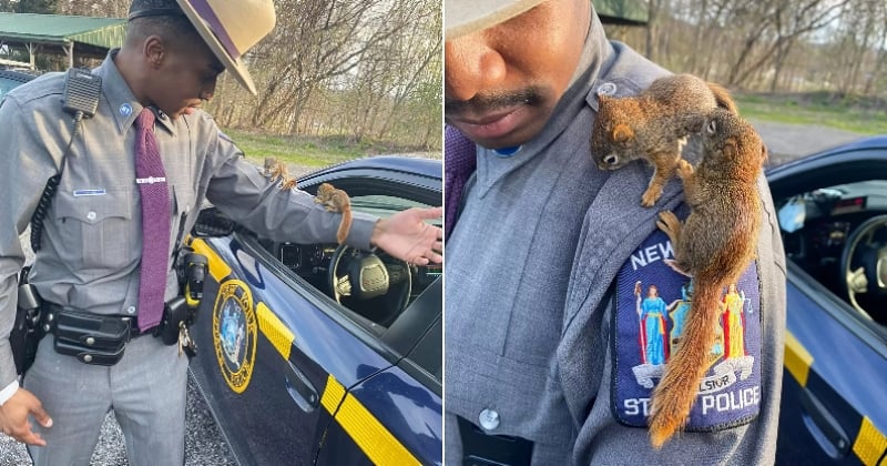 États-Unis : ce policier a arrêté la circulation pour sauver deux bébés écureuils