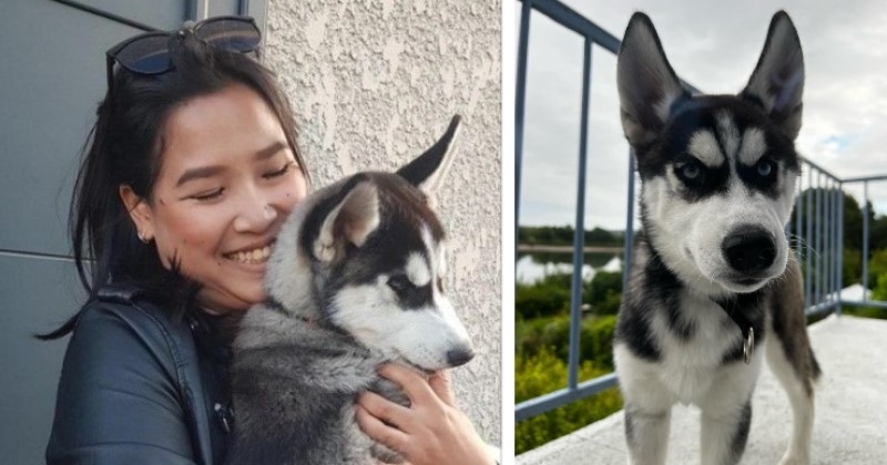 « Il est mort dans mes bras » : elle lance un appel à témoins pour retrouver le chauffard qui a tué son chien